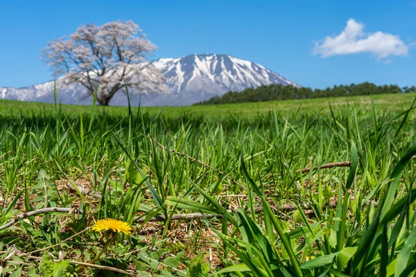 Solitaria flor de cerezo en primavera día soleado mañana y cielo azul claro. Un solitario árbol rosa de pie en verdes praderas con montañas cubiertas de nieve en el fondo, belleza rural escena natural — Foto de Stock