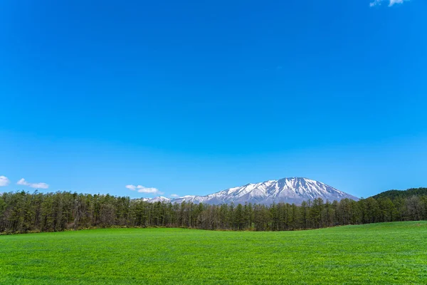 Belleza vista de la naturaleza, cordillera nevada en el fondo, bosque y pastizales verdes en primer plano con cielo azul claro en primavera temporada día soleado mañana, belleza paisaje natural rural escena — Foto de Stock