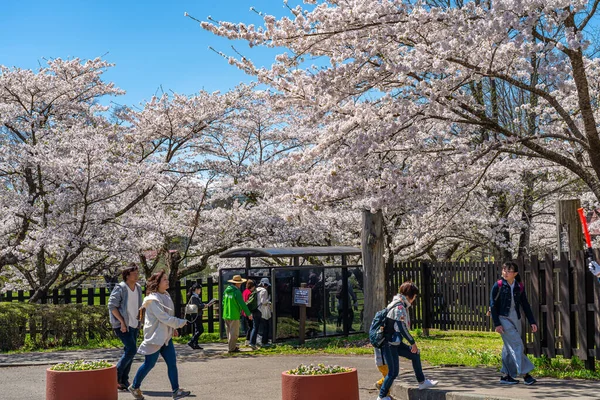 Koiwai Farm im Frühling Kirschblütensaison (April, Mai) in sonnigem Tagesmorgen. Besucher genießen die Schönheit der blühenden Sakura-Blumen in der Stadt Shizukuishi, iwate-Präfektur, Japan - 03. Mai 2019 — Stockfoto