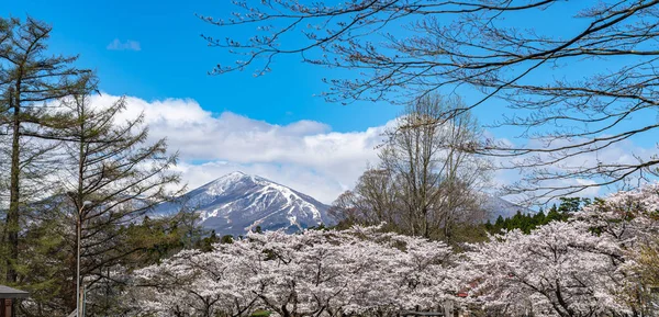 Detailní záběr plném květu krásné růžové třešňovými květy květiny (sakura) v jarní slunečný den s přírodní pozadí modré oblohy — Stock fotografie