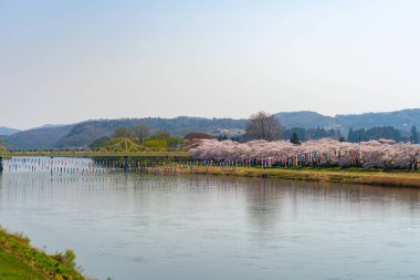 Kitakami, Iwate Bölgesi, Japonya - 23 Nisan 2019: Bahar sabahı Kitakami Nehri kıyısındaki Tenshochi Parkı. Kır manzarası güzelliği ile çiçek açan pembe sakura çiçekleri
