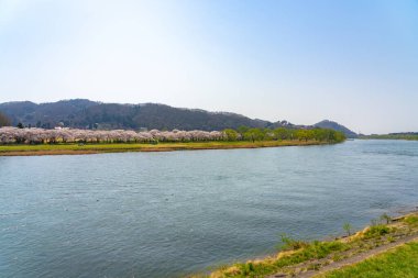 Kitakami, Iwate Bölgesi, Japonya - 23 Nisan 2019: Bahar sabahı Kitakami Nehri kıyısındaki Tenshochi Parkı. Kır manzarası güzelliği ile çiçek açan pembe sakura çiçekleri