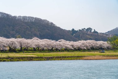 Kitakami, Iwate Bölgesi, Japonya - 23 Nisan 2019: Bahar sabahı Kitakami Nehri kıyısındaki Tenshochi Parkı. Kır manzarası güzelliği ile çiçek açan pembe sakura çiçekleri