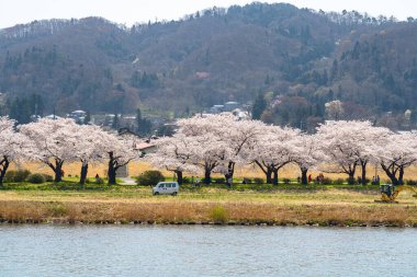 Kitakami, Iwate Bölgesi, Japonya - 23 Nisan 2019: Bahar sabahı Kitakami Nehri kıyısındaki Tenshochi Parkı. Kır manzarası güzelliği ile çiçek açan pembe sakura çiçekleri