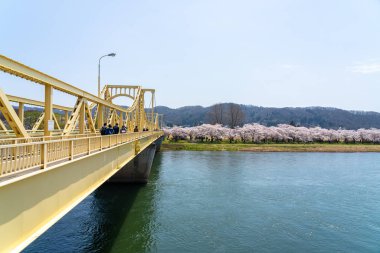 Kitakami, Iwate Bölgesi, Japonya - 23 Nisan 2019: Bahar sabahı Kitakami Nehri kıyısındaki Tenshochi Parkı. Kır manzarası güzelliği ile çiçek açan pembe sakura çiçekleri