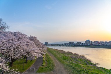 Kitakami, Iwate Bölgesi, Japonya - 23 Nisan 2019: Bahar sabahı Kitakami Nehri kıyısındaki Tenshochi Parkı. Kır manzarası güzelliği ile çiçek açan pembe sakura çiçekleri