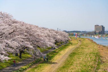 Kitakami, Iwate Bölgesi, Japonya - 23 Nisan 2019: Bahar sabahı Kitakami Nehri kıyısındaki Tenshochi Parkı. Kır manzarası güzelliği ile çiçek açan pembe sakura çiçekleri