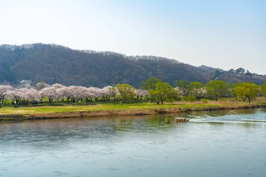 Baharın güneşli sabahında Kitakami Nehri kıyısındaki Tenshochi Parkı. Kırsal kesimde güzel çiçekler açan pembe sakura çiçekleri. Kitakami, Iwate Bölgesi, Japonya