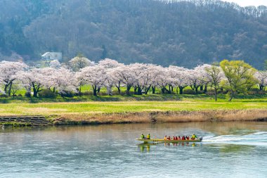 Kitakami, Iwate Bölgesi, Japonya - 23 Nisan 2019: Bahar sabahı Kitakami Nehri kıyısındaki Tenshochi Parkı. Kır manzarası güzelliği ile çiçek açan pembe sakura çiçekleri