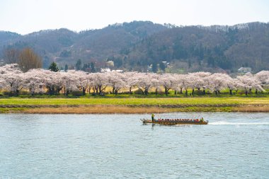 Kitakami, Iwate Bölgesi, Japonya - 23 Nisan 2019: Bahar sabahı Kitakami Nehri kıyısındaki Tenshochi Parkı. Kır manzarası güzelliği ile çiçek açan pembe sakura çiçekleri