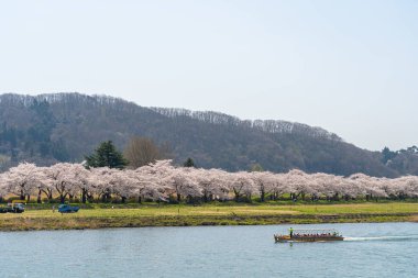 Kitakami, Iwate Bölgesi, Japonya - 23 Nisan 2019: Bahar sabahı Kitakami Nehri kıyısındaki Tenshochi Parkı. Kır manzarası güzelliği ile çiçek açan pembe sakura çiçekleri