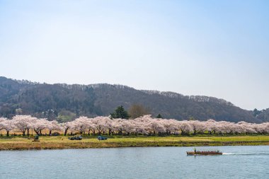 Kitakami, Iwate Bölgesi, Japonya - 23 Nisan 2019: Bahar sabahı Kitakami Nehri kıyısındaki Tenshochi Parkı. Kır manzarası güzelliği ile çiçek açan pembe sakura çiçekleri