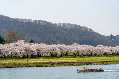 Kitakami, Iwate Bölgesi, Japonya - 23 Nisan 2019: Bahar sabahı Kitakami Nehri kıyısındaki Tenshochi Parkı. Kır manzarası güzelliği ile çiçek açan pembe sakura çiçekleri