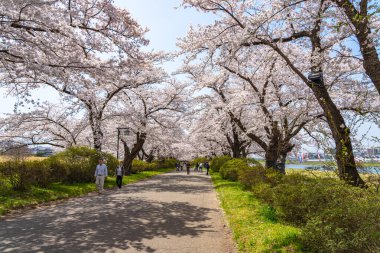 Kitakami, Iwate Bölgesi, Japonya - 23 Nisan 2019: Bahar sabahı Kitakami Nehri kıyısındaki Tenshochi Parkı. Kır manzarası güzelliği ile çiçek açan pembe sakura çiçekleri