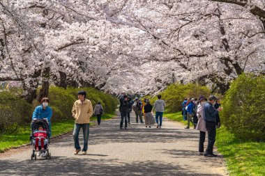 Kitakami, Iwate Bölgesi, Japonya - 23 Nisan 2019: Bahar sabahı Kitakami Nehri kıyısındaki Tenshochi Parkı. Kır manzarası güzelliği ile çiçek açan pembe sakura çiçekleri