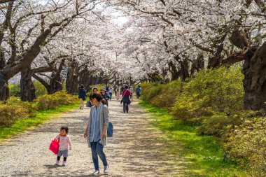 Kitakami, Iwate Bölgesi, Japonya - 23 Nisan 2019: Bahar sabahı Kitakami Nehri kıyısındaki Tenshochi Parkı. Kır manzarası güzelliği ile çiçek açan pembe sakura çiçekleri
