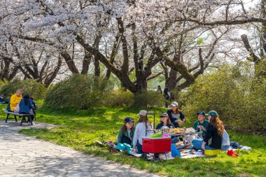 Kitakami, Iwate Bölgesi, Japonya - 23 Nisan 2019: Bahar sabahı Kitakami Nehri kıyısındaki Tenshochi Parkı. Kır manzarası güzelliği ile çiçek açan pembe sakura çiçekleri