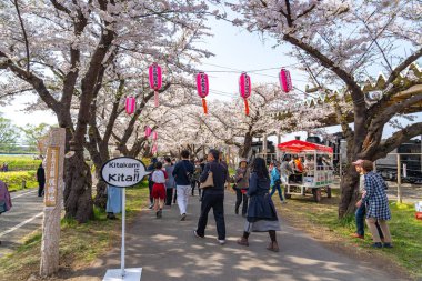 Kitakami, Iwate Bölgesi, Japonya - 23 Nisan 2019: Bahar sabahı Kitakami Nehri kıyısındaki Tenshochi Parkı. Kır manzarası güzelliği ile çiçek açan pembe sakura çiçekleri