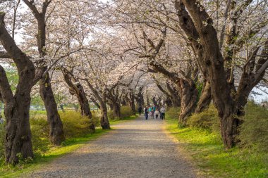 Kitakami, Iwate Bölgesi, Japonya - 23 Nisan 2019: Bahar sabahı Kitakami Nehri kıyısındaki Tenshochi Parkı. Kır manzarası güzelliği ile çiçek açan pembe sakura çiçekleri