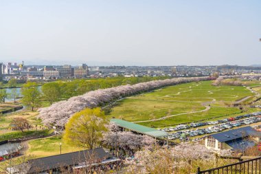 Kitakami, Iwate Bölgesi, Japonya - 23 Nisan 2019: Bahar sabahı Kitakami Nehri kıyısındaki Tenshochi Parkı. Kır manzarası güzelliği ile çiçek açan pembe sakura çiçekleri