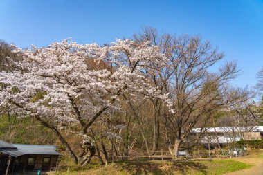 Kitakami, Iwate Bölgesi, Japonya - 23 Nisan 2019: Bahar sabahı Kitakami Nehri kıyısındaki Tenshochi Parkı. Kır manzarası güzelliği ile çiçek açan pembe sakura çiçekleri