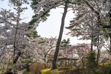 Baharın güneşli sabahında Kitakami Nehri kıyısındaki Tenshochi Parkı. Kırsal kesimde güzel çiçekler açan pembe sakura çiçekleri. Kitakami, Iwate Bölgesi, Japonya