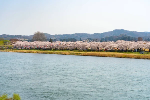 Kitakami, Iwate Prefecture, Japan - April 23 2019 : Tenshochi Park along the Kitakami River in springtime sunny day morning. Rural scene with beauty full bloom pink sakura flowers — Stock Photo, Image