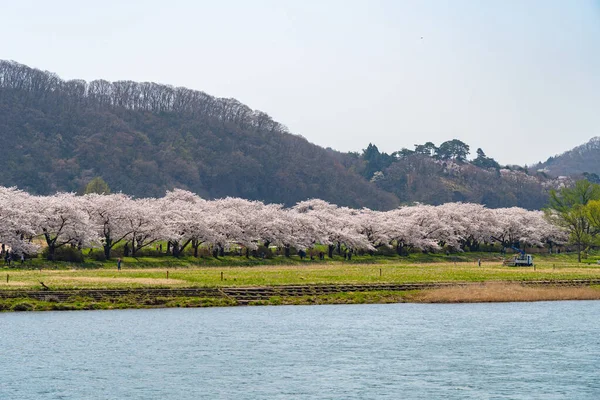 日本岩手县北神市- 2019年4月23日：春日阳光明媚的早晨，天池公园沿着北神江一带。 美丽的乡村风景，开满了粉红色的藏红花 — 图库照片