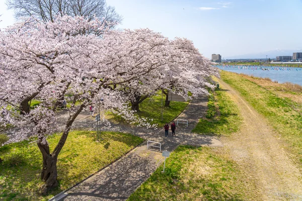 Kitakami, prefektura Iwate, Japonsko - 23. dubna 2019: Tenshochi park podél řeky Kitakami na jaře slunečného rána. Venkovská scéna s krásou plné květy růžové sakura květiny — Stock fotografie
