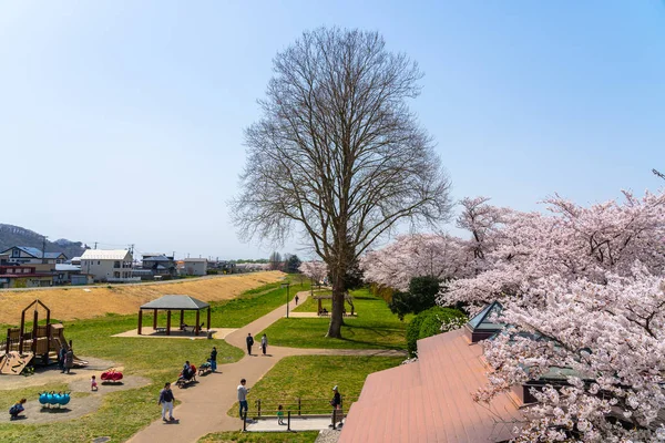 Kitakami Iwate Prefecture Japan April 2019 Tenshochi Park Kitakami River — 스톡 사진