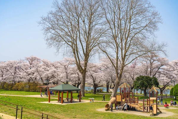 Kitakami Iwate Prefecture Japan April 2019 Tenshochi Park Kitakami River — 스톡 사진