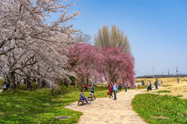 Kitakami Iwate Präfektur Japan April 2019 Tenshochi Park Entlang Des — Stockfoto