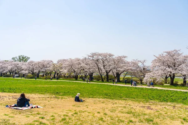 Kitakami Iwate Präfektur Japan April 2019 Tenshochi Park Entlang Des — Stockfoto