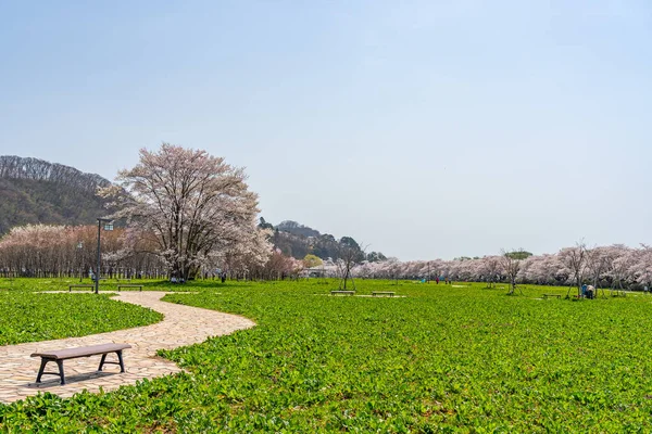 Kitakami Iwate Prefecture Japan April 2019 Tenshochi Park Kitakami River — Stock Photo, Image