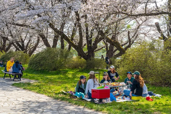 Kitakami Iwate Prefecture Japan April 2019 Tenshochi Park Längs Kitakamifloden — Stockfoto