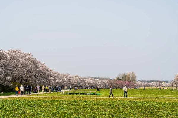 Кітакамі Префектура Івате Японія Квітня 2019 Парк Теншочі Вздовж Річки — стокове фото