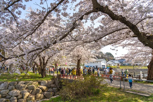 Kitakami Iwate Prefecture Japan April 2019 Tenshochi Park Kitakami River — Stock Photo, Image