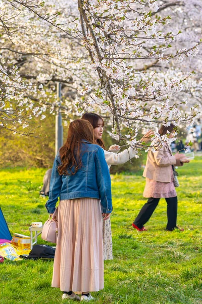 Kitakami Iwate Präfektur Japan April 2019 Tenshochi Park Entlang Des — Stockfoto