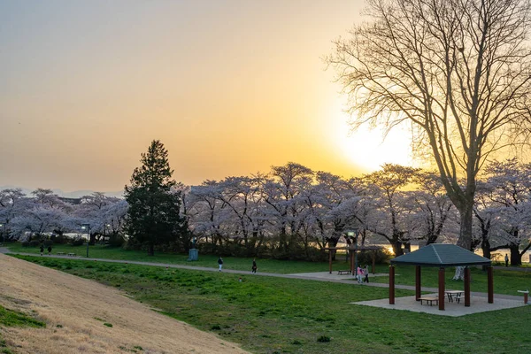 Kitakami Iwate Prefecture Japan April 2019 Tenshochi Park Kitakami River — 스톡 사진