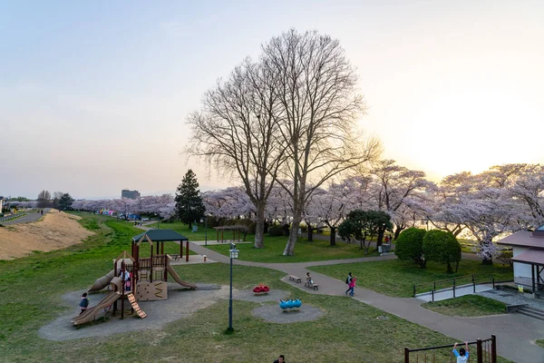 Kitakami Iwate Prefecture Japan April 2019 Tenshochi Park Kitakami River — 스톡 사진