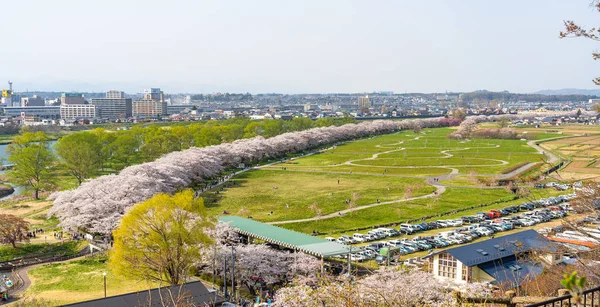 Kitakami Iwate Prefecture Japan April 2019 Tenshochi Park Längs Kitakamifloden — Stockfoto