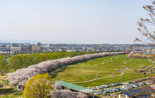 Kitakami Prefektura Iwate Japonsko Dubna 2019 Tenshochi Park Podél Řeky — Stock fotografie