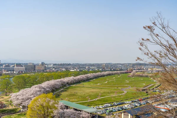 Kitakami Prefektura Iwate Japonsko Dubna 2019 Tenshochi Park Podél Řeky — Stock fotografie