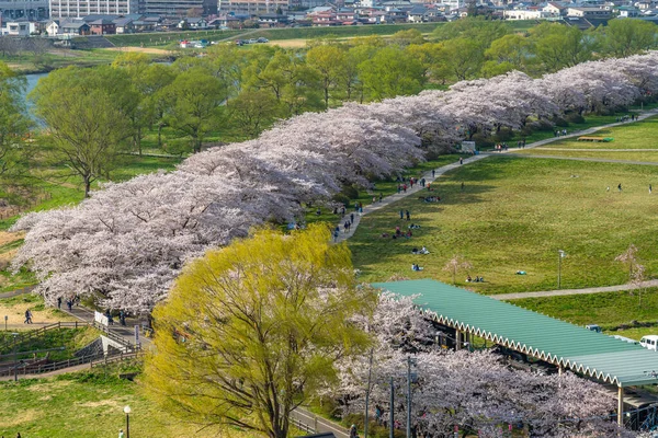 Китаками Префектура Иватэ Япония Апреля 2019 Года Парк Теншочи Вдоль — стоковое фото