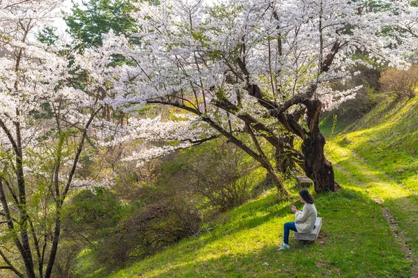Китаками Префектура Иватэ Япония Апреля 2019 Года Парк Теншочи Вдоль — стоковое фото