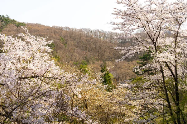 Tenshochi Park Kitakami River Springtime Sunny Day Morning Rural Scene — 스톡 사진