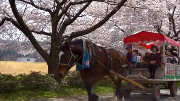 Kitakami Iwate Präfektur Japan April 2019 Tenshochi Park Entlang Des — Stockvideo