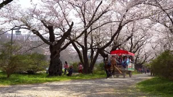 Kitakami Prefeitura Iwate Japão Abril 2019 Parque Tenshochi Longo Rio — Vídeo de Stock