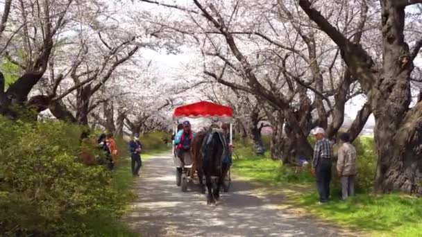 Kitakami Préfecture Iwate Japon Avril 2019 Parc Tenshochi Long Rivière — Video