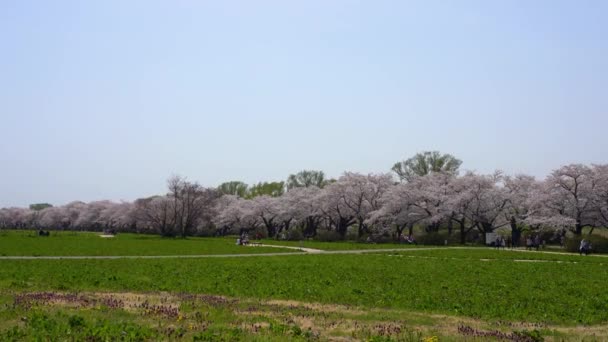 Kitakami Prefektura Iwate Japonsko Dubna 2019 Tenshochi Park Podél Řeky — Stock video